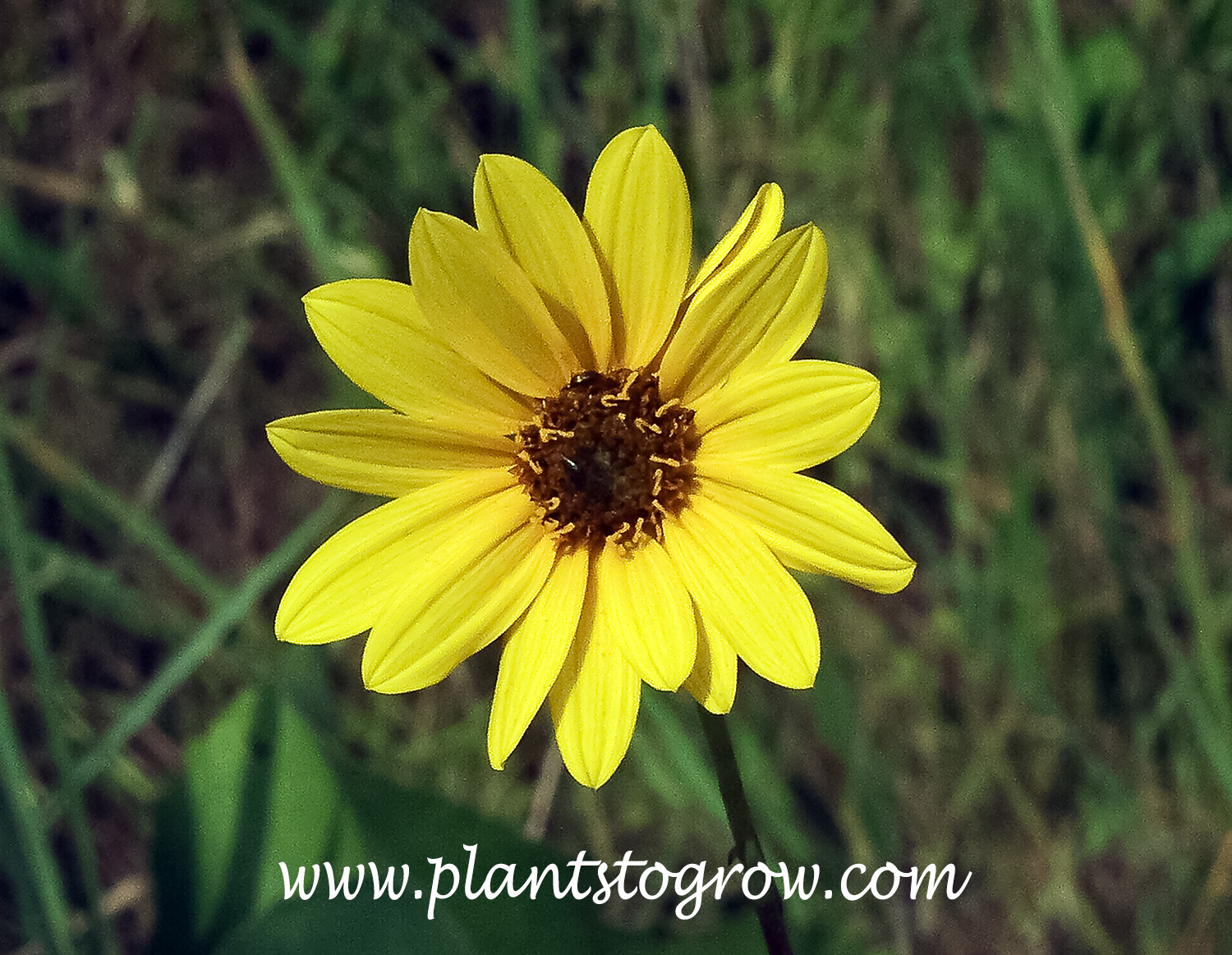 Stiff Leaf Sunflower (Helianthus pauciflorus)
One characteristic of this Helianthus is the reddish central disk.  This type of flower is called a head.  Consisting of the center cone of flowers and the petals are actually male flowers.
